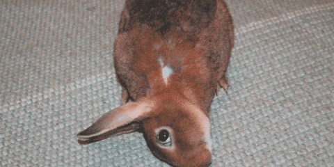 Kada, kako i zašto vakcinisati kuniće